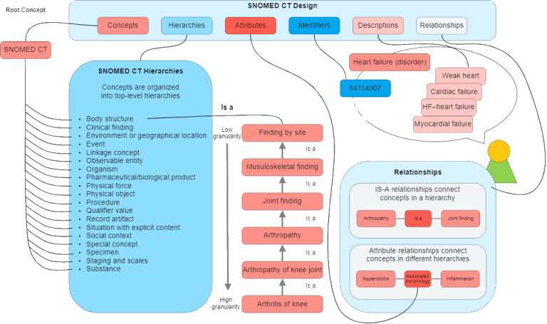 SNOMED CT Structure