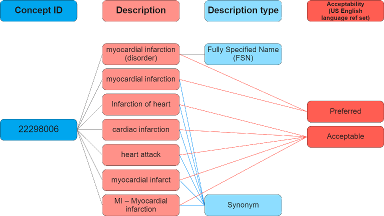 SNOMED CT Concept and Terms Example