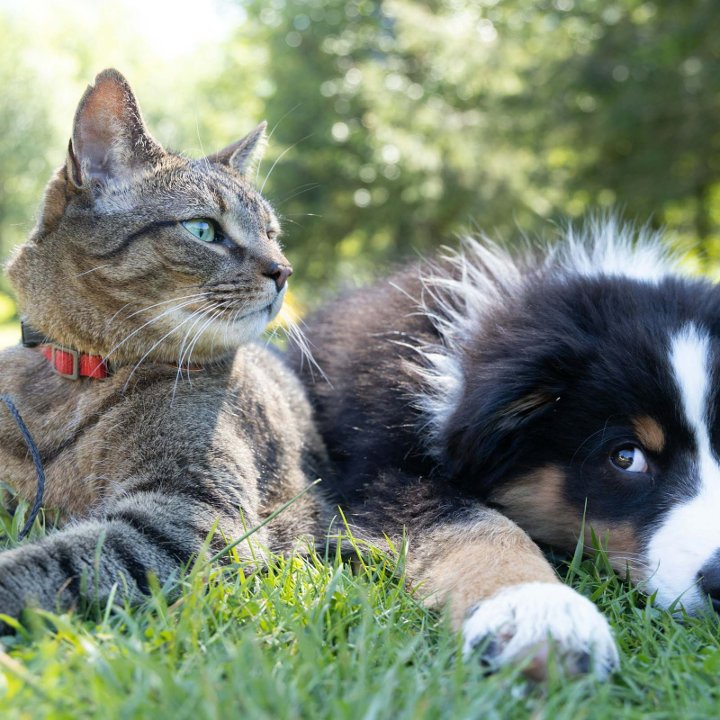 Cat Dog Animals